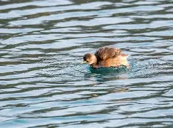 吲哚螨砜sulfindoflufen